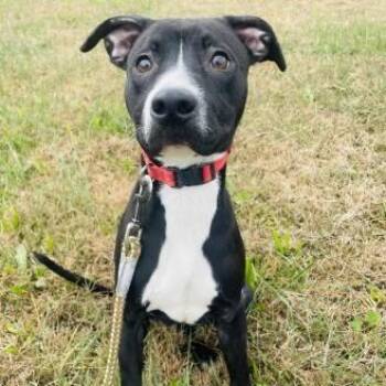 Rescue American Staffordshire Terrier Dogs for Adoption in Ashland, Virginia - Kyro | PetCurious