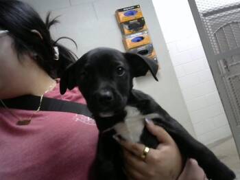 Belgian Shepherd Malinois and Labrador Retriever Dogs Available for Adoption - JULIAN | PetCurious