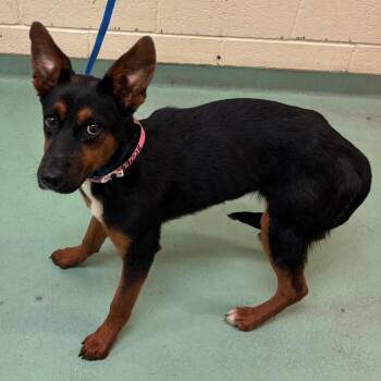 Barrela -  Mixed Breed Dog for Adoption in Memphis, Tennessee - Barrela | PetCurious