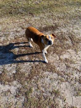 LIZZY CAMDEN -  Pit Bull Terrier and Mixed Breed Dog for Adoption in Woodbine, Georgia - LIZZY CAMDEN | PetCurious