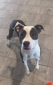 WHITE PEACH -  American Staffordshire Terrier and Mixed Breed Dog for Adoption in Grand Prairie, Texas - WHITE PEACH | PetCurious