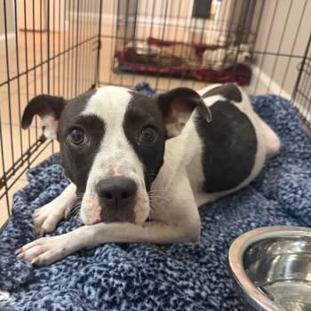 Mila -  Pit Bull Terrier and Mixed Breed Dog for Adoption in Starkville, Mississippi - Mila | PetCurious