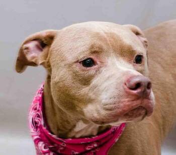 Skylar -  Terrier Dog for Adoption in Sanford, Florida - Skylar | PetCurious