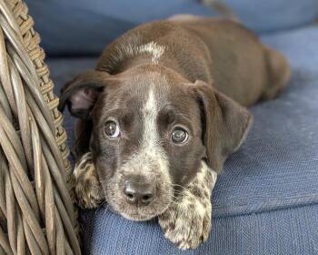 Australian Cattle Dog Blue Heeler and Pit Bull Terrier Dogs Available for Adoption in Shawnee, Oklahoma - Forest Fern | PetCurious