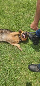 Daphne (140-26) -  Shepherd Dog for Adoption in Cambridge, Ohio - Daphne (140-26) | PetCurious