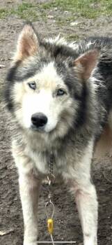 Rescue Husky Dogs for Adoption in Georgetown, Ohio - Gravy | PetCurious