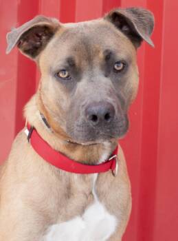 German Shepherd Dog and Mixed Breed Dogs Available for Adoption - JEFF | PetCurious