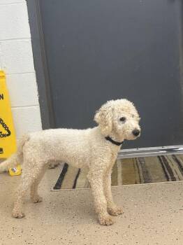 Poodle Dogs Available for Adoption in York, South Carolina - Zane | PetCurious