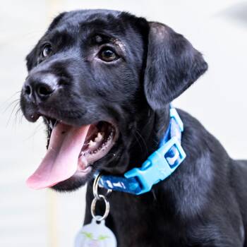 Labrador Retriever Dogs Available for Adoption in Mettawa, Illinois - Finn So Good | PetCurious