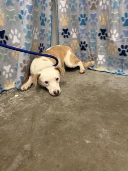 Australian Shepherd and Mixed Breed Dogs Available for Adoption in Rosenberg, Texas - RAVEN | PetCurious