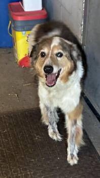Barney -  Border Collie and Australian Shepherd Dog for Adoption in Kalkaska, Michigan - Barney | PetCurious