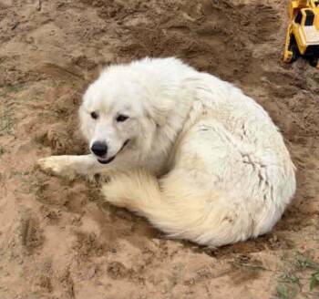 Snow -  Great Pyrenees Dog for Adoption in Panama City, Florida - Snow | PetCurious