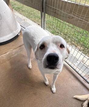 Kassie -  Great Pyrenees and Mixed Breed Dog for Adoption in Fayetteville, Tennessee - Kassie | PetCurious