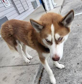 RYAN -  Husky Dog for Adoption in San Antonio, Texas - RYAN | PetCurious
