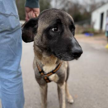 Anatolian Shepherd Dogs Available for Adoption - Evergreen | PetCurious