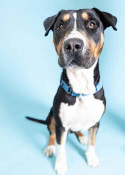 S/C Silk -  Terrier and Bull Terrier Dog for Adoption in North Miami Beach, Florida - S/C Silk | PetCurious