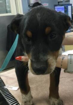 German Shepherd Dog and Mixed Breed Dogs Available for Adoption in Riverside, California - ATHENA | PetCurious