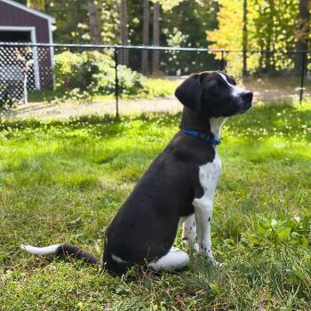 Dahlia -  Mixed Breed Dog for Adoption in Goshen, New Hampshire - Dahlia | PetCurious