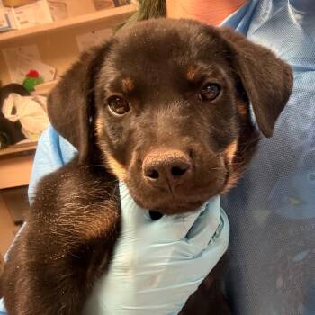 Hall -  Mixed Breed Dog for Adoption in Flagstaff, Arizona - Hall | PetCurious