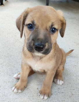 Rescue Beagle Dogs for Adoption in Columbus, Ohio - Zagnut | PetCurious