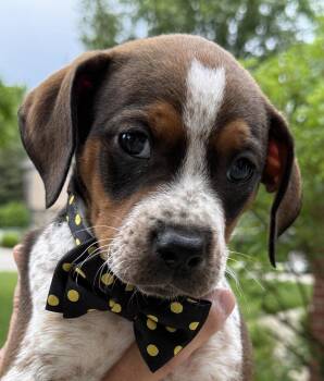 Beagle Dogs Available for Adoption in Aurora, Indiana - Buzzing Bees : Bumble | PetCurious