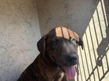 A480844 -  Rottweiler and Mixed Breed Dog for Adoption in Oklahoma City, Oklahoma - A480844 | PetCurious