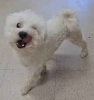 Rescue Bichon Frise Dogs for Adoption in Warren, Michigan - Chad | PetCurious