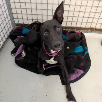 Evangeline -  Border Collie Dog for Adoption in Chico, California - Evangeline | PetCurious
