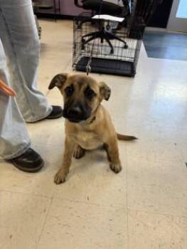 Robin* -  Mixed Breed Dog for Adoption in El Paso, Texas - Robin* | PetCurious
