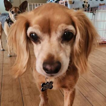 BUBBA -  Chihuahua Dog for Adoption in Marana, Arizona - BUBBA | PetCurious