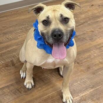 Hiro -  American Staffordshire Terrier Dog for Adoption in Hazlet, New Jersey - Hiro | PetCurious