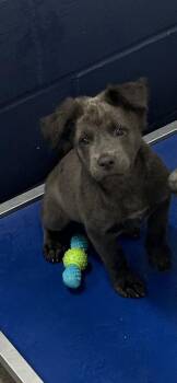 Fluffy 2 months female AVAILABLE 7/1 -  Mixed Breed Dog for Adoption in Sterling, Massachusetts - Fluffy 2 Months Female AVAILABLE 7/1 | PetCurious