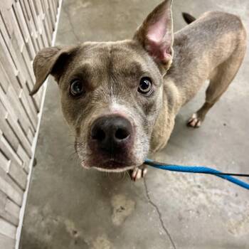 Luna -  Terrier Dog for Adoption in Tampa, Florida - Luna | PetCurious