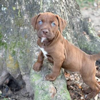 Rescue Labrador Retriever Dogs for Adoption in Brewton, Alabama - Magnolia | PetCurious