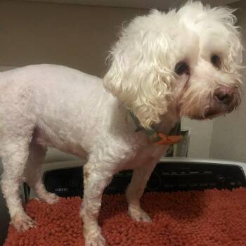 LANA -  Miniature Poodle Dog for Adoption in Marana, Arizona - LANA | PetCurious