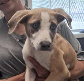 Peggy -  Pit Bull Terrier Dog for Adoption in Hollister, Missouri - Peggy | PetCurious