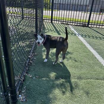 Gilda -  Mixed Breed Dog for Adoption in Memphis, Tennessee - Gilda | PetCurious