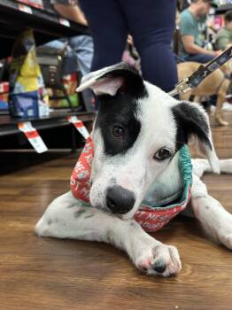 Ada -  Mixed Breed Dog for Adoption in Germantown, Ohio - Ada | PetCurious