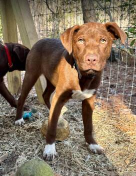 Labrador Retriever Dogs Available for Adoption - Blue | PetCurious