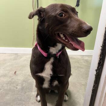 Chocolate Labrador Retriever and Australian Shepherd Dogs Available for Adoption in Bonners Ferry, Idaho - Tater | PetCurious