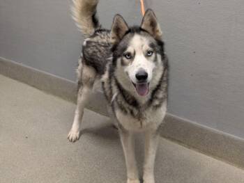 THUNDER -  Siberian Husky Dog for Adoption in Las Vegas, Nevada - THUNDER | PetCurious