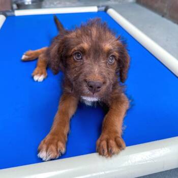 Ceylon -  Terrier and Mixed Breed Dog for Adoption in Goleta, California - Ceylon | PetCurious