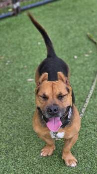 Sinatra -  American Bulldog Dog for Adoption in Lakeland, Florida - Sinatra | PetCurious