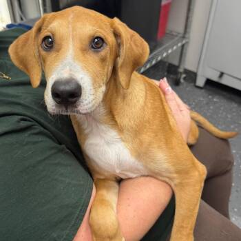 Glitter Cat -  Mixed Breed Dog for Adoption in Columbiana, Alabama - Glitter Cat | PetCurious