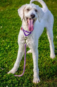 Lucy -  Standard Poodle Dog for Adoption in Valparaiso, Indiana - Lucy | PetCurious