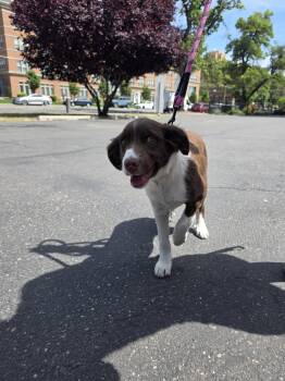 Wirehaired Pointing Griffon and German Shepherd Dog Dogs Available for Adoption in Midway, Utah - Donovan | PetCurious