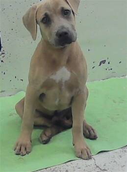 JAY -  Staffordshire Bull Terrier and Mixed Breed Dog for Adoption in Houston, Texas - JAY | PetCurious