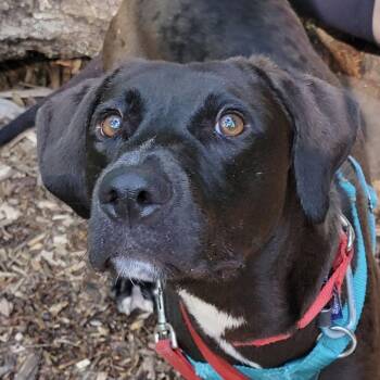 Bacardi -  Mixed Breed Dog for Adoption in Asheville, North Carolina - Bacardi | PetCurious