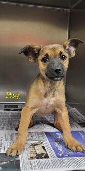 Itsy -  Mixed Breed Dog for Adoption in Marion, Mississippi - Itsy | PetCurious