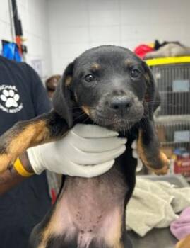 Rescue Mixed Breed Dogs for Adoption in West Chester, Pennsylvania - Louise | PetCurious
